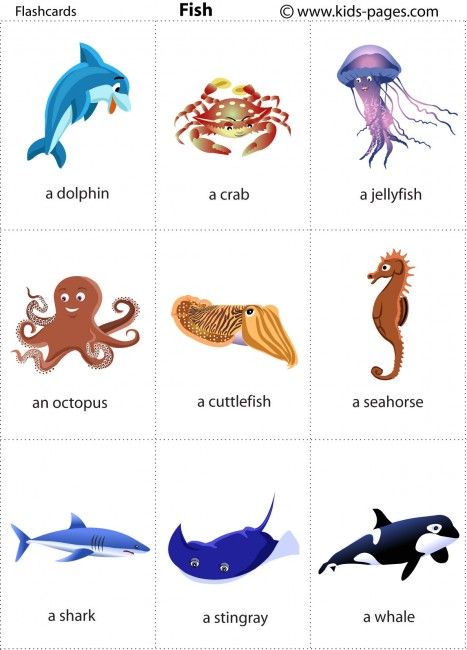 Shichida Flashcard water animals